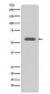 STK3 Antibody
