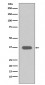 MSI2 Antibody