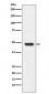 GAP43 Antibody