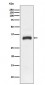 JAM1 Antibody