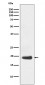 eIF5A Antibody