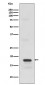 SCF Antibody