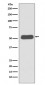 LSP1 Antibody