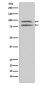 Phospho-MSK1 (S376) Antibody