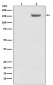 Phospho-SMC1 (S957) Antibody