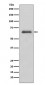 IRAK3 Antibody