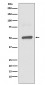 BPI Antibody