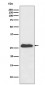 NQO2 Antibody
