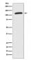 ABCF1 Antibody