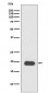 Myosin Light Chain 2 Antibody