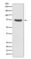 MEKK2 Antibody