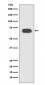 TCF7L2 Antibody