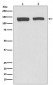 NEDD4-2 Antibody