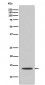 Cytochrome C Antibody