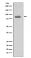 IKK alpha Antibody