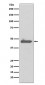 Caspase 5 Antibody
