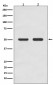 AP2M1 Antibody