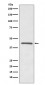OPRD1 Antibody