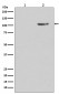 Phospho-GluR1 (S845) Antibody