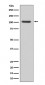 GluR1 Antibody