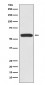 IRF6 Antibody