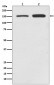 SMC1 Antibody
