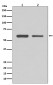 CDK8 Antibody