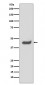 SOX1 Antibody