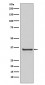 Cyclin H Antibody