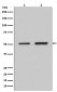 IRF2 Antibody