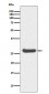 Histone H1.0 Antibody