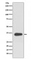 ATF1 Antibody