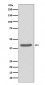 SIRT2 Antibody