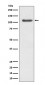 ERK5 Antibody