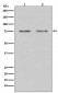 HDAC10 Antibody