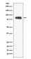 Stromal interaction molecule 1 Antibody
