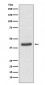 JunB Antibody