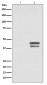 Phospho-JunD (S255) Antibody