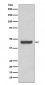 PAX2 Antibody