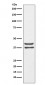 JunD Antibody