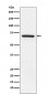 MEKK3 Antibody