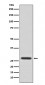 14-3-3 Theta Antibody