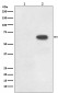 Phospho-Cdc6 (S54) Antibody