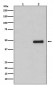Phospho-CDC37 (S13) Antibody