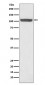 Hsp105 Antibody