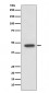 FOXP3 Antibody