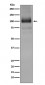 mGluR1 Antibody