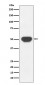 PTP1B Antibody