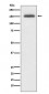 Integrin alpha 4 Antibody