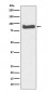 Mitofusin1 Antibody